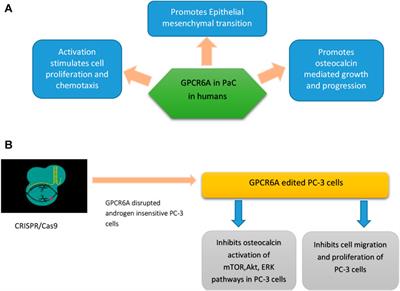 Advanced Therapeutic Options for Treatment of Metastatic Castration Resistant Prostatic Adenocarcinoma